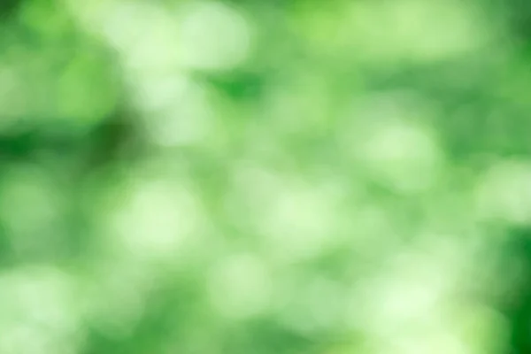 Verde Bokeh Sfondo Dalla Foresta Naturale Fuori Fuoco — Foto Stock