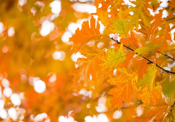 Autumn Yellow Maple Leaves Background — Stock Photo, Image