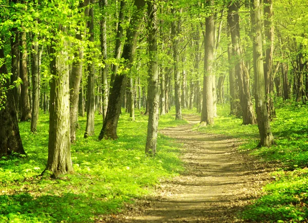 Sabah güzel orman manzarası