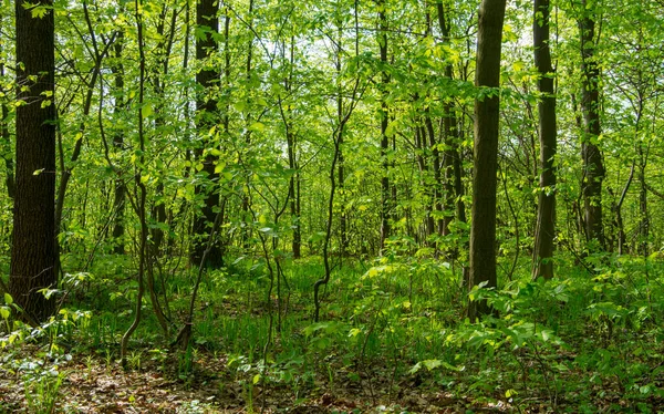 Orman ağaçları. doğa yeşil ahşap güneş ışığı arka planı