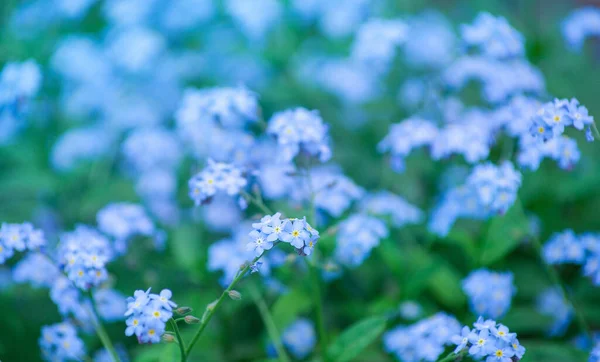 Fleurs Bleues Sauvages Sur Une Prairie Été Close — Photo