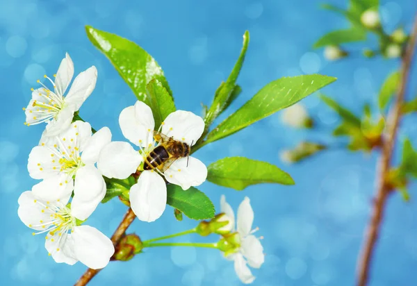 春の白い花と蜂 — ストック写真