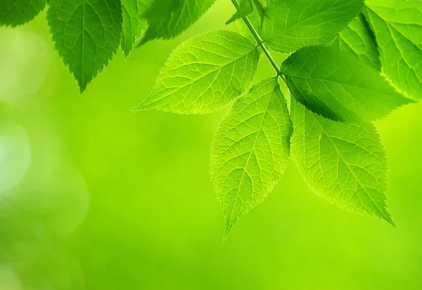 Gröna Blad Över Grön Bakgrund — Stockfoto
