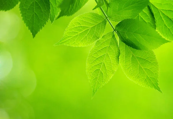 Groene Bladeren Groene Achtergrond — Stockfoto