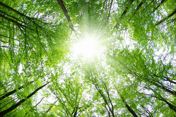 Indah Lanskap Hutan Pagi Hari — Stok Foto