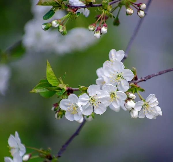 背景が美しい桜の枝 — ストック写真