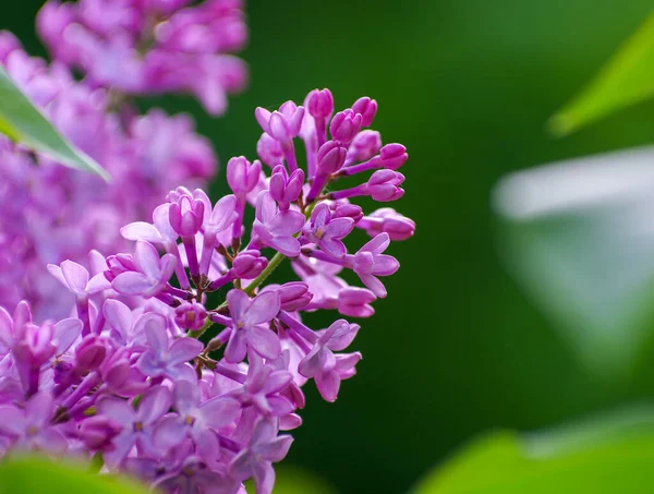 Çiçek açan dallar, seçici odak