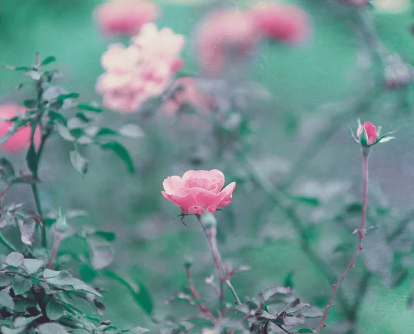 Bahçedeki güzel pembe gül