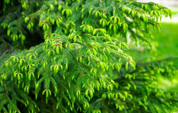 緑のトウヒの背景 針葉樹 選択的焦点 — ストック写真