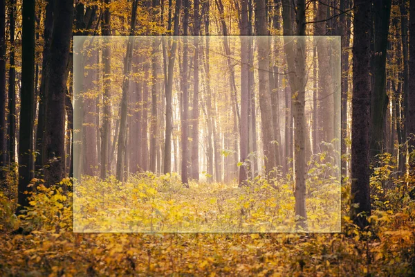 Złoty Jesienny Las Promienie Słoneczne — Zdjęcie stockowe