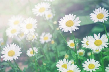 güzel papatya büyüyen çayırda