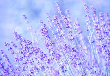 Çiçek bahçesindeki lavanta çiçeğine odaklan. Güneş ışığıyla aydınlanan lavanta çiçekleri..