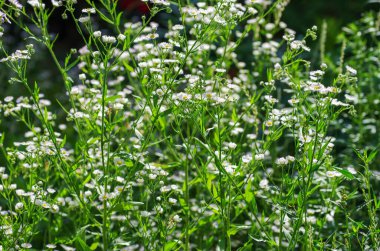 alan soyut çiçek çiçekler