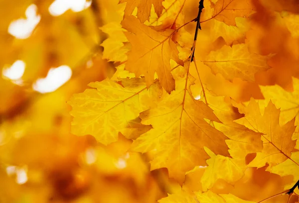 秋の枝に黄色いカエデを葉します — ストック写真