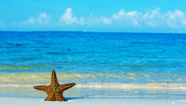 Starfish Beach Background — Stock Photo, Image