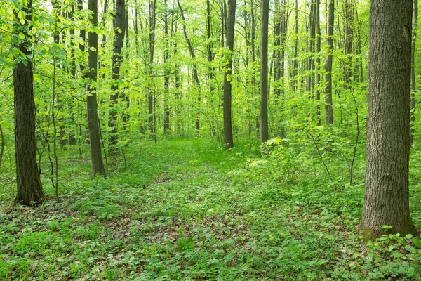 Skogsträd Natur Grönt Trä Solljus Bakgrunder — Stockfoto