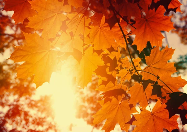 Feuilles Sur Les Branches Dans Forêt Automne — Photo