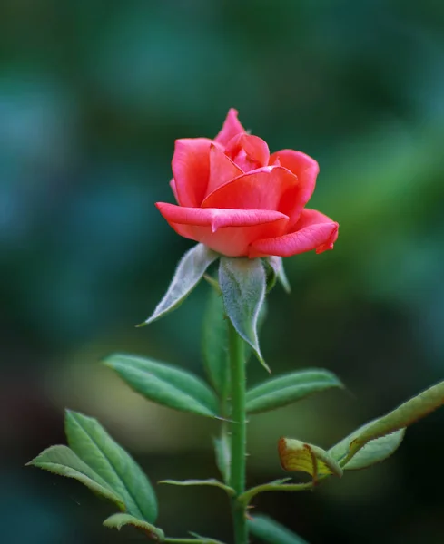 Beautiful Pink Rose Garden — Stock Photo, Image