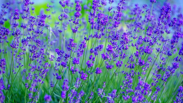 Çiçek bahçesindeki lavanta çiçeğine odaklan. Güneş ışığıyla aydınlanan lavanta çiçekleri..