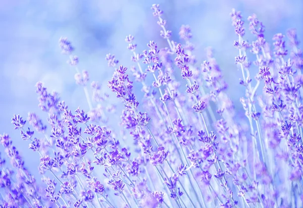 Selektiver Fokus Auf Die Lavendelblume Blumengarten Lavendelblüten Sonnenlicht — Stockfoto