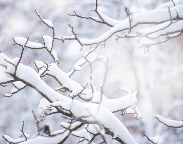 Фон Снігу Гілках Дерев — стокове фото
