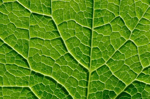 Textura Uma Folha Verde Como Fundo — Fotografia de Stock