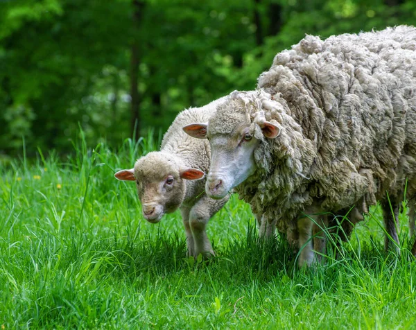 Zbliżenie Owiec Polu — Zdjęcie stockowe