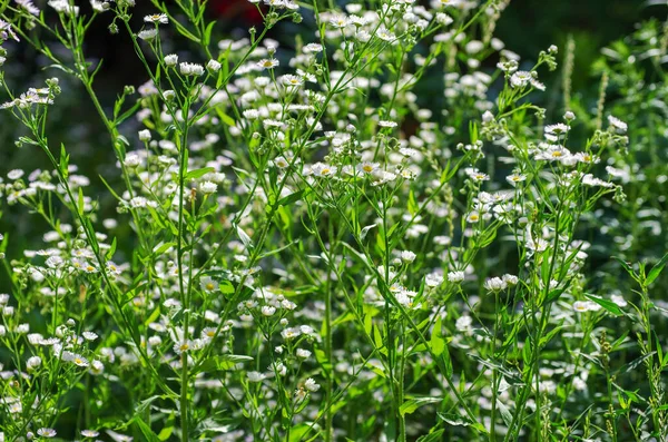 Abstrakte Blütenblumen Auf Feld — Stockfoto