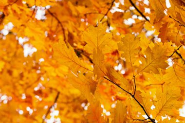 Sarı akçaağaç bir dal sonbahar yaprakları.