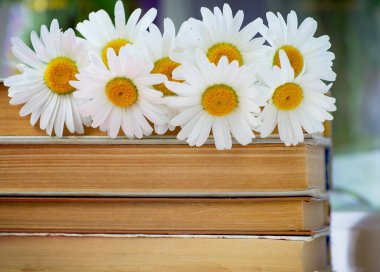 Papatya çiçeği kitaplar