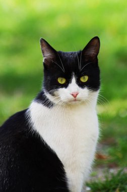 bir kedi çimenlerin üzerinde oturuyor.