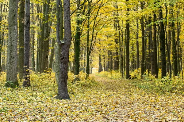 Foresta Autunnale Dorata Con Raggio Sole — Foto Stock