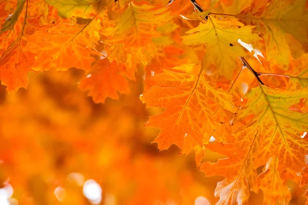 Листья Ветвях Осеннего Леса — стоковое фото
