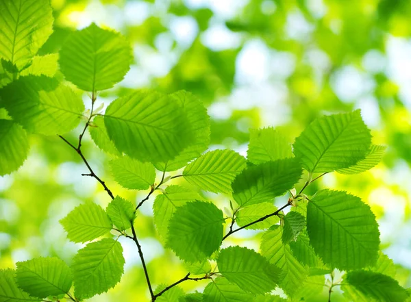 Yeşil Yapraklar Yeşil Arka Planlar — Stok fotoğraf