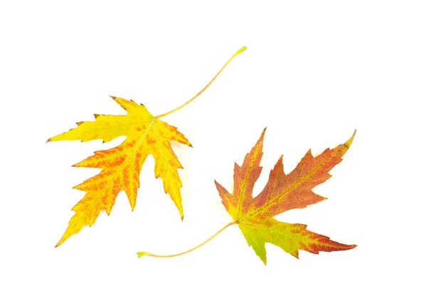 Autumn Maple Leaves Whit — Stock Photo, Image