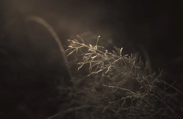 Mondheller Winternebel Schnee Und Frost Auf Gras — Stockfoto