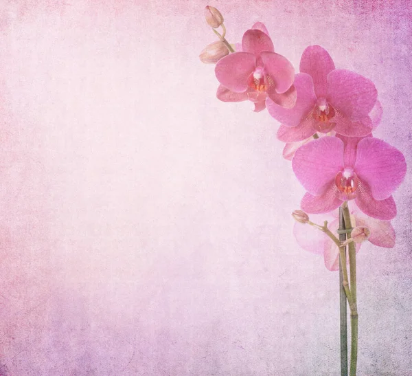 Getextureerde Oud Papier Achtergrond Met Orchidee — Stockfoto