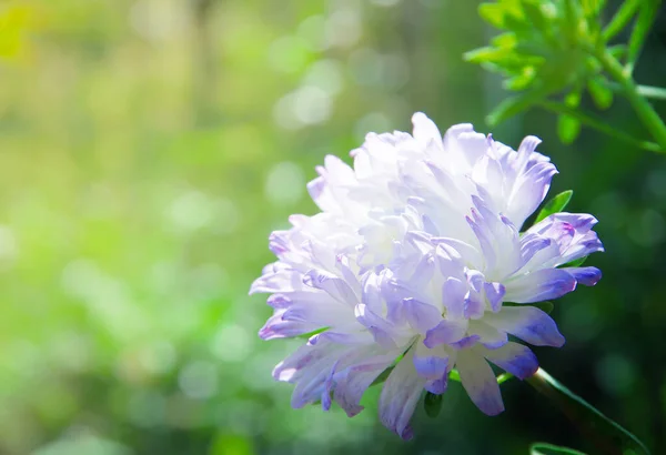 Chrysanthème Dans Jardin Fleurs — Photo