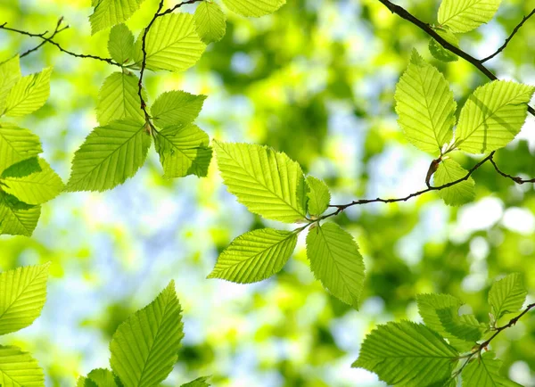 Green Leaves Green Backgrounds — Stock Photo, Image