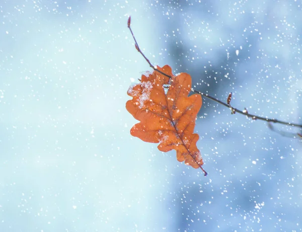 Drzewo Jednym Żółtym Liściem Zimowymi Gałęziami Pokrytymi Śniegiem — Zdjęcie stockowe