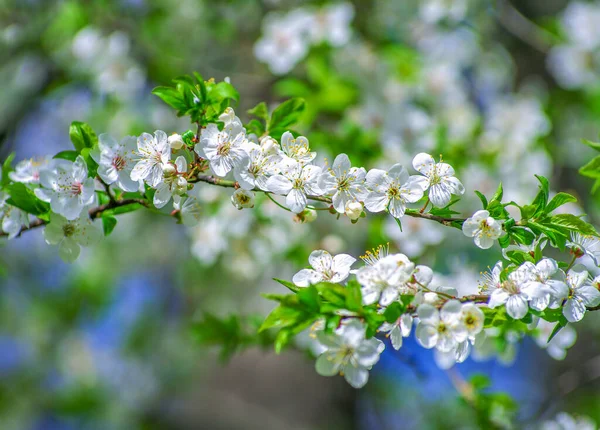背景が美しい桜の枝 — ストック写真