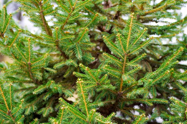 Grön Gran Bakgrund Barrträd Selektiv Inriktning — Stockfoto