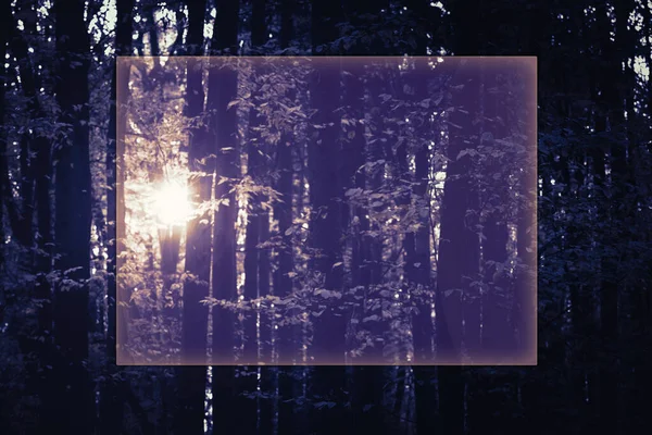 Weg Zum Licht Durch Einen Dunklen Kalten Wald Bei Nacht — Stockfoto