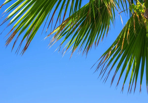 Palm Tree Blue Sky Stock Image