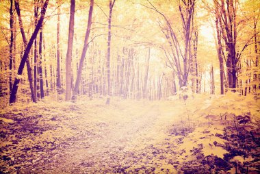 Yeşil yaz ormanlarında patika