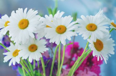 Güzel papatya çiçekleri ve yaprakları, Flora