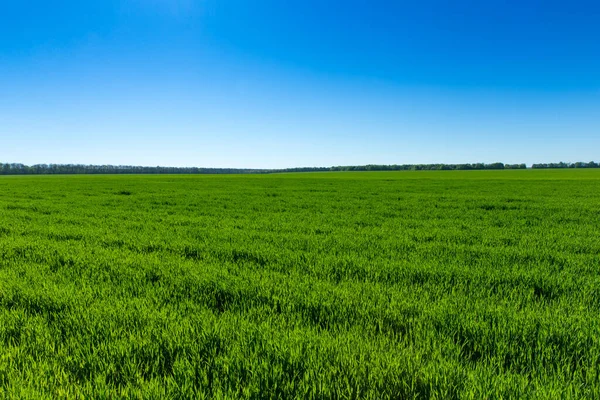 Campo Erba Verde Cielo — Foto Stock