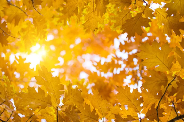 Herfst Esdoorn Bladeren Achtergrond — Stockfoto