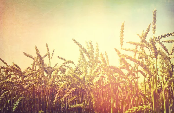 Ein Feld Aus Goldenem Weizen Und Blauem Himmel — Stockfoto