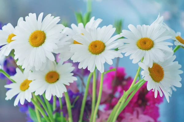 Schöne Kamillenblüten Und Blätter Flora — Stockfoto